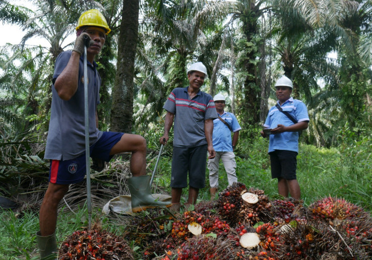 STDB Jadi Kunci Peningkatan Produktivitas Petani Sawit Swadaya
