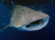 Serunya Berenang dengan Hiu di Teluk Cenderawasih