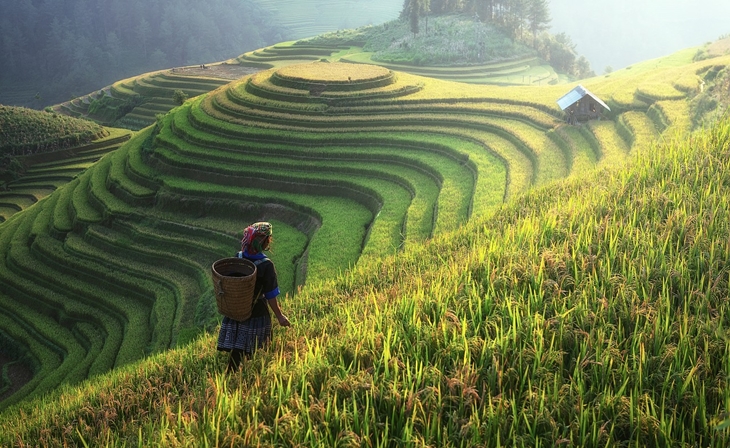 trivia1_ negara yang memilki keajaiban dunia ini ternyat peringkt nomor 1 penghasil beras terbaik_ foto by pixabay (Sasint)