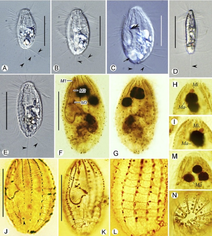 ciliate