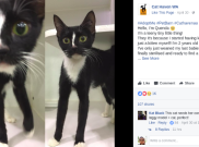 Quenda, Kucing Berkaki Panjang yang Mendadak Jadi Bintang di Media Sosial