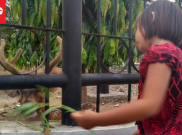 Taman Rusa Di Gedung Negara Jadi Lokasi Ngabuburit Warga