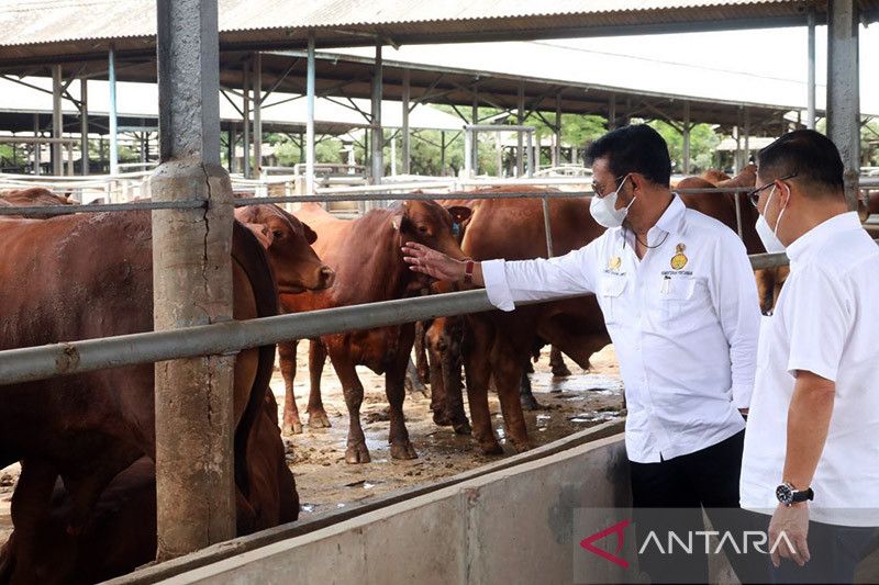 Menteri Pertanian Syahrul Yasin Limpo mengecek ketersediaan sapi siap potong di peternakan sapi Tangerang, Banten. ANTARA/HO-Kementerian Pertanian/am.
