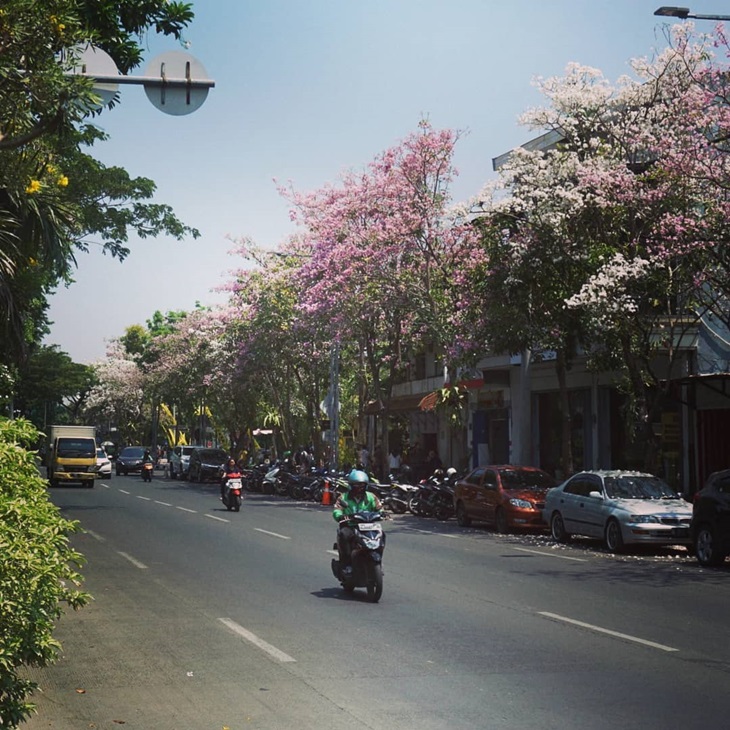 Pohon Tabebuya, Tepi Jalan