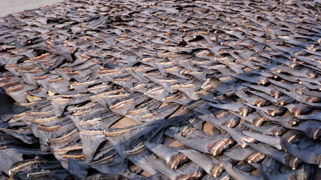 WWF Indonesia Gaungkan Kampanye Hiu Bukanlah Makanan