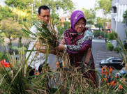  Urban Farming Cara Efektif Tingkatkan Ketahanan Pangan 