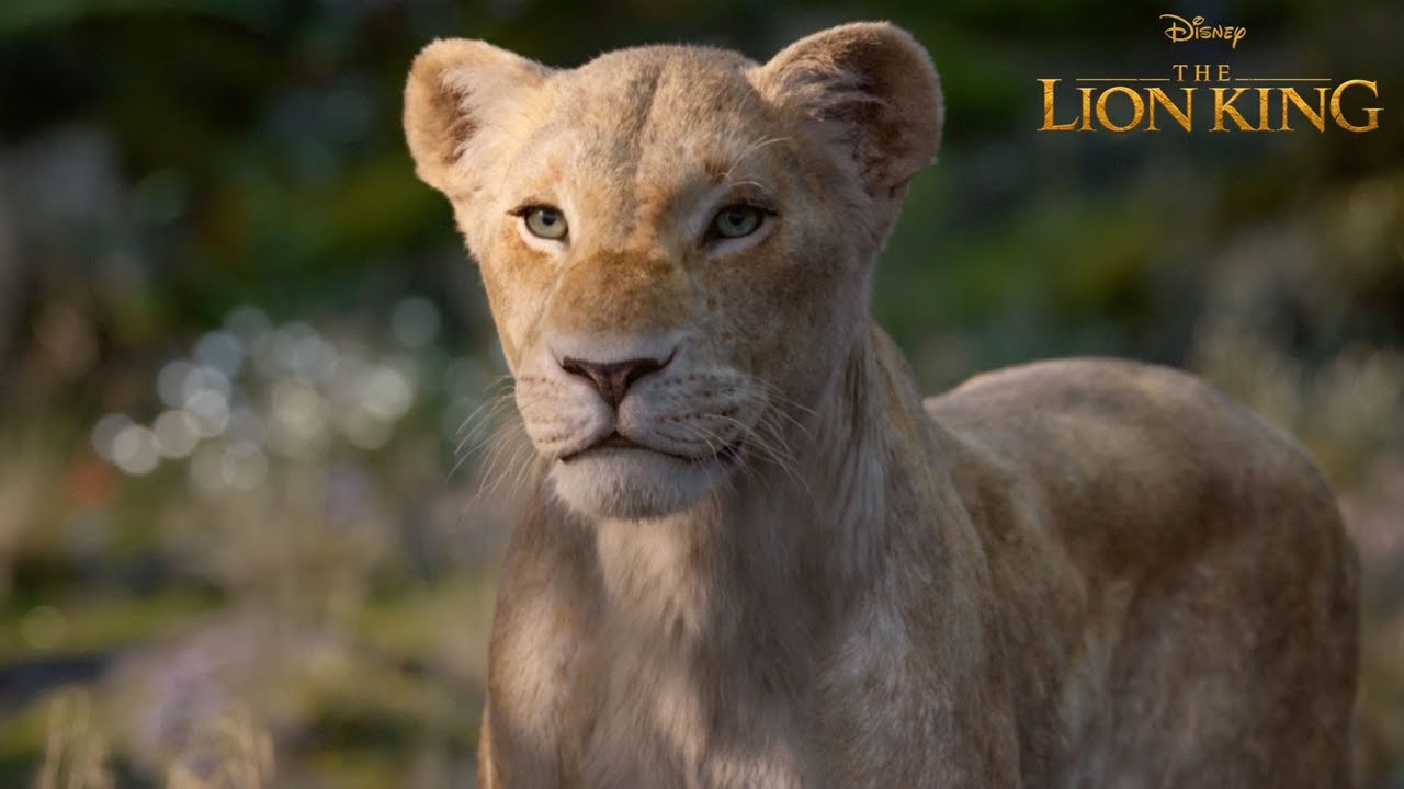 Film 'The Lion King' Keliru Tentang Kehidupan Singa di Dunia Nyata