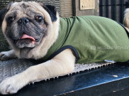 Anjing Kesayanganku Jagoan Hidupku 