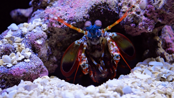 Udang belalang merak adalah spesies udang mantis. (Foto: Unsplash/Amber Wolfe)