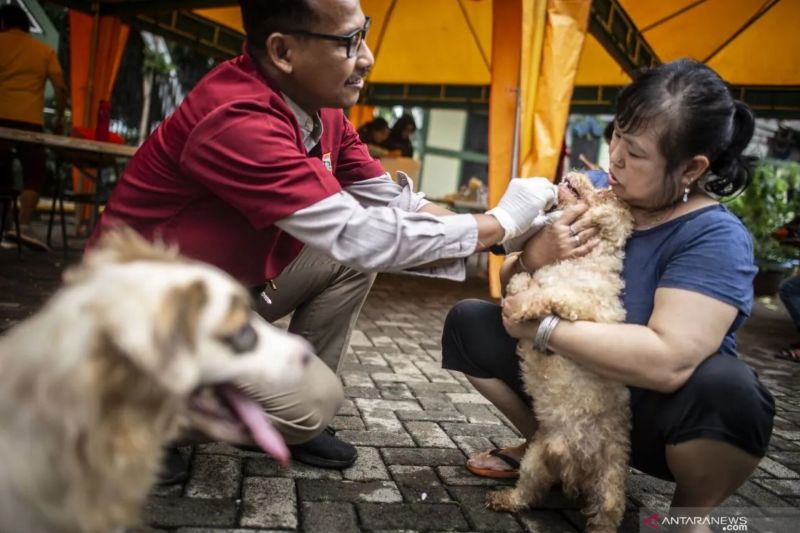 Puluhan Dokter Hewan di Jakarta Tidak Miliki Izin Praktik