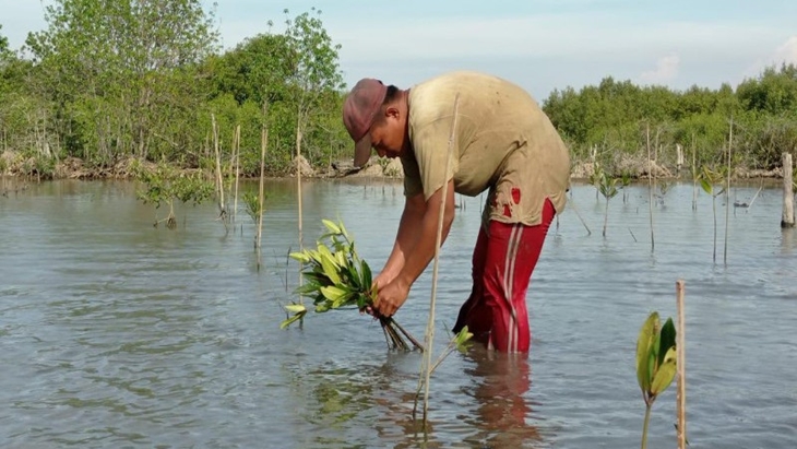 Kerusakan Ekosistem Mangrove Indonesia Kategori Kritis Capai 637 Ribu Hektare