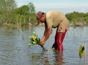 Kerusakan Ekosistem Mangrove Indonesia Kategori Kritis Capai 637 Ribu Hektare