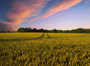 Ayo Mengenal Lebih Dekat Konsep Digital Farming