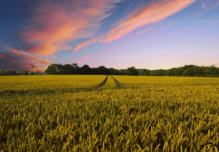 Ayo Mengenal Lebih Dekat Konsep Digital Farming