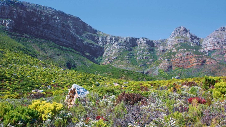 the fynbos