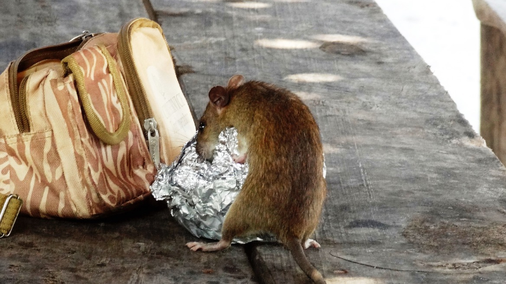 7 Tanda Rumah Anda Dihuni Tikus