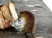 7 Tanda Rumah Anda Dihuni Tikus