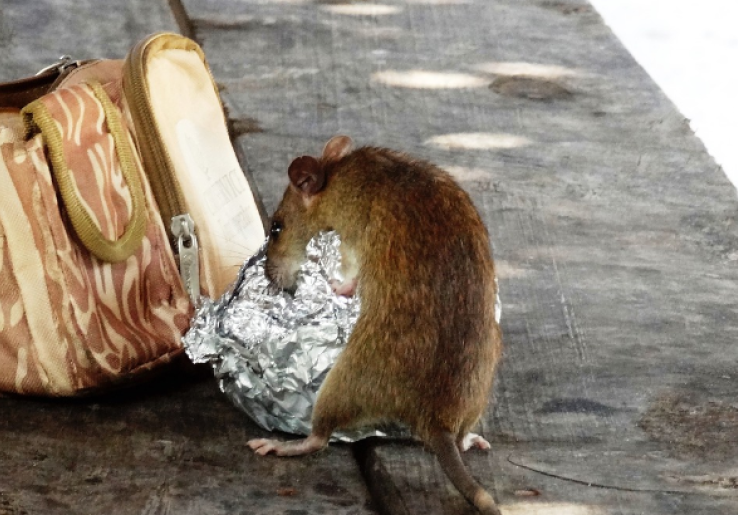 7 Tanda Rumah Anda Dihuni Tikus