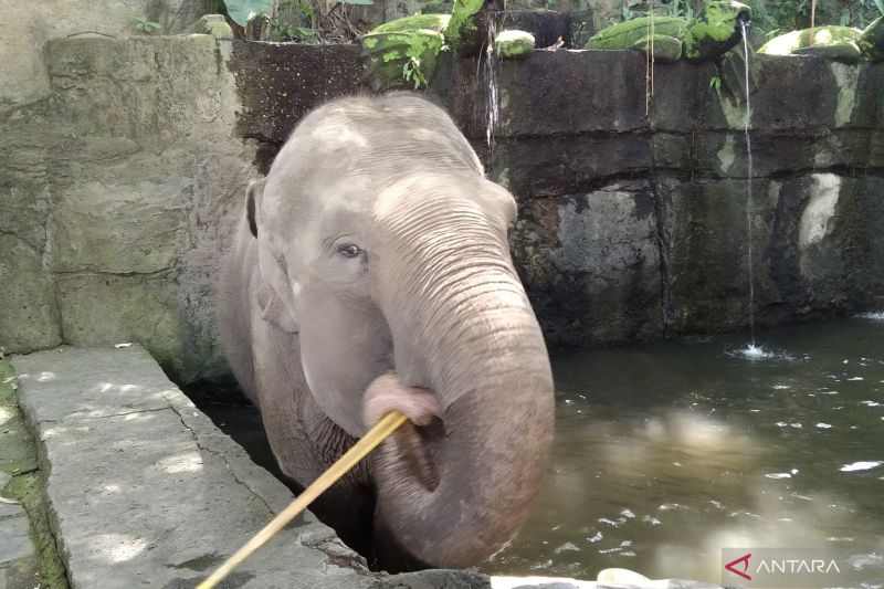 Bali Zoo Hapus Selama Wahana Menunggang Gajah, Fokus ke Program Edukasi