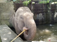 Bali Zoo Hapus Selama Wahana Menunggang Gajah, Fokus ke Program Edukasi