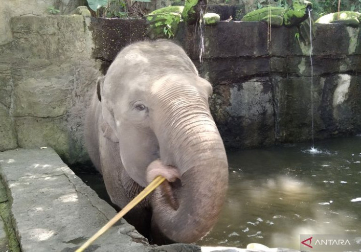 Bali Zoo Hapus Selama Wahana Menunggang Gajah, Fokus ke Program Edukasi