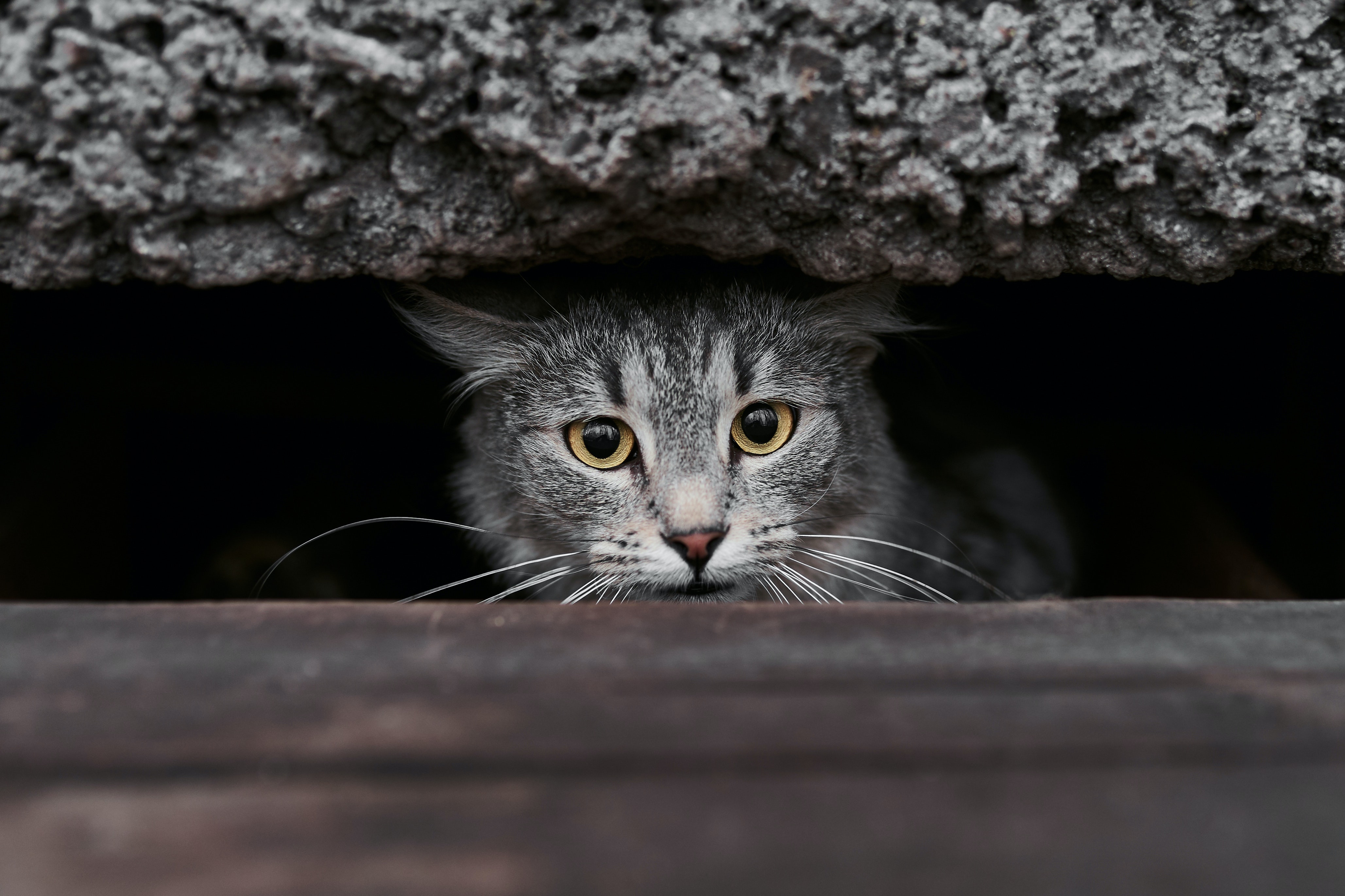 Yuk Minta Maaf dan Koreksi Kebiasaan Sehari-Hari yang Berakibat Fatal Bagi Kucing Domestik