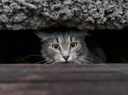 Yuk Minta Maaf dan Koreksi Kebiasaan Sehari-Hari yang Berakibat Fatal Bagi Kucing Domestik