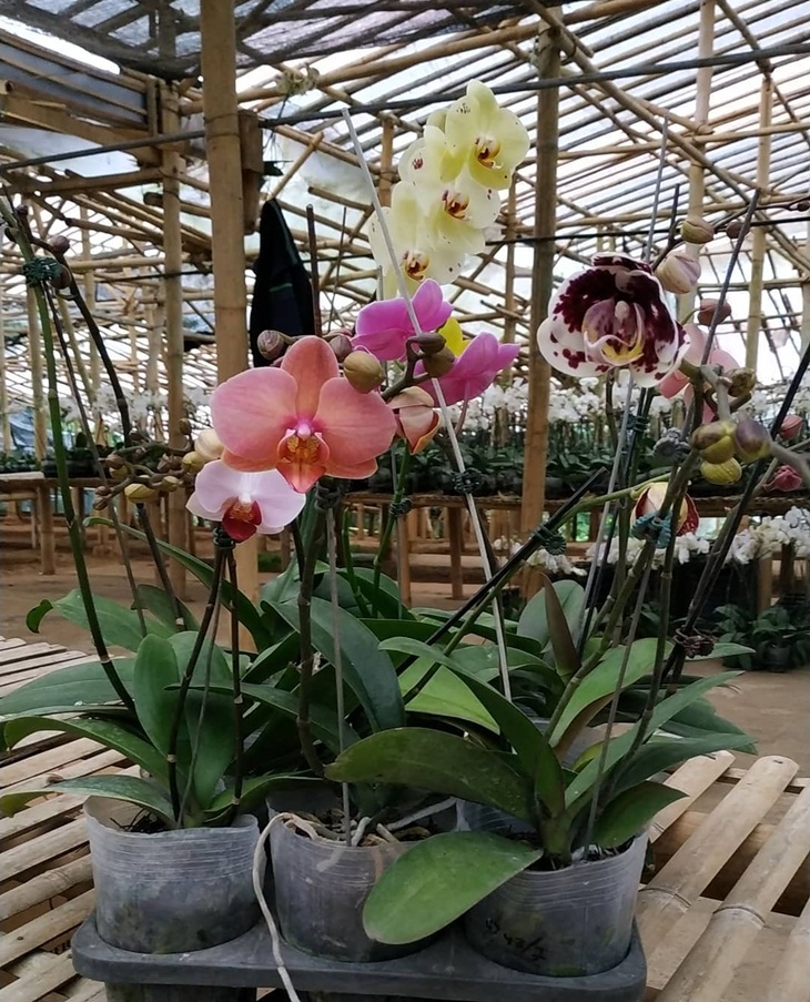 Anggrek koleksi Orchid Forest Cikole. (Foto: instagram.com/sierra.orchid)