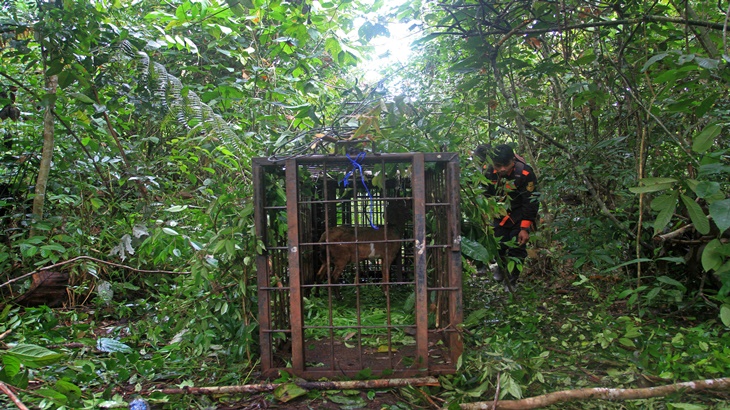 Harimau Sumatera