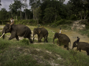 32 Gajah Sumatera Rusak Belasan Hektare Kebun Warga Aceh