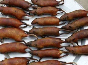 7 Makanan Ekstrem dari Indonesia, Berani Coba?
