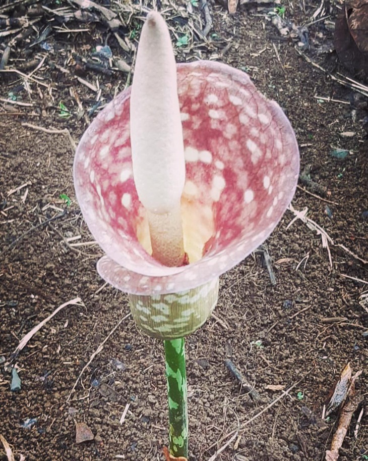 Bunga bangkai. (Foto: instagram.com/hengky157)