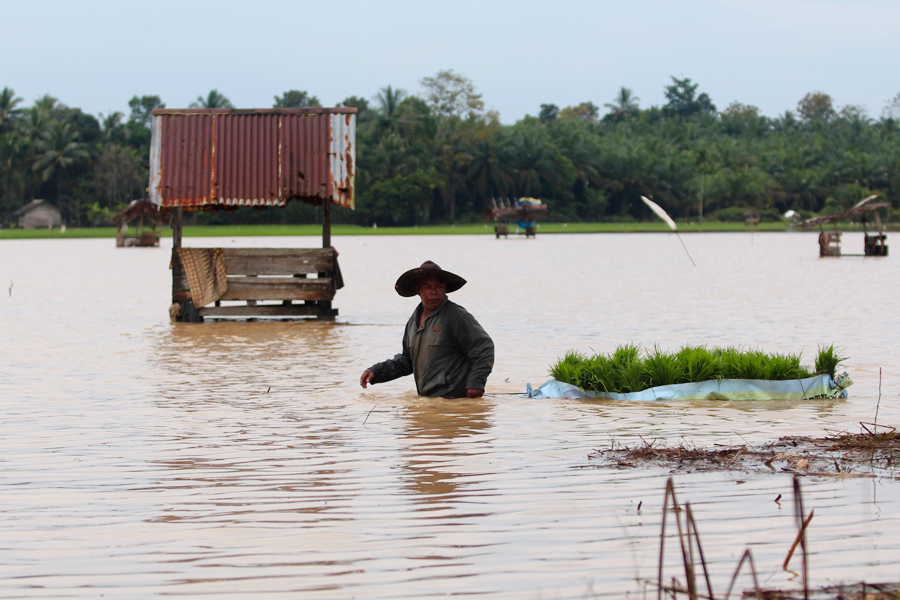Terendam Banjir, Ribuan Hektar Tanaman Padi di Lebak Terancam Mati
