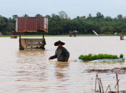 Terendam Banjir, Ribuan Hektar Tanaman Padi di Lebak Terancam Mati