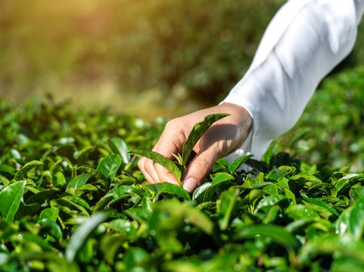 Studi Tunjukkan Keberadaan DNA Serangga di Setiap Cangkir Teh
