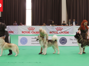 PERKIN Jaya Championship Dog Show, Kontes Anjing Ras di Ancol