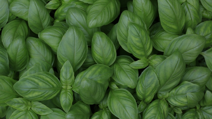 Beragam Manfaat dari Daun Basil