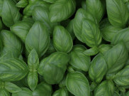 Beragam Manfaat dari Daun Basil