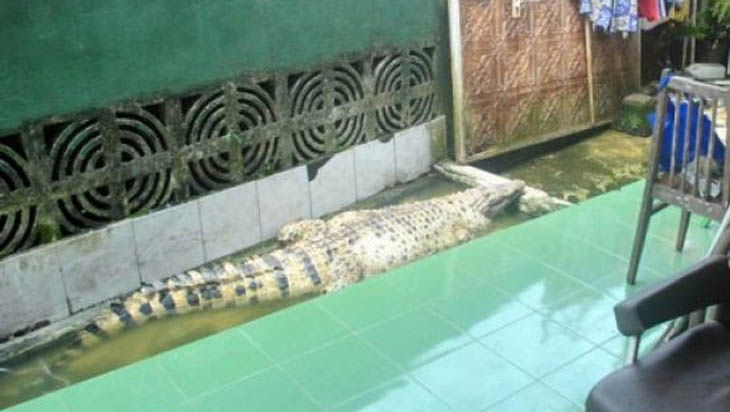 Mengharukan, Iwan Ikhlas Berpisah dengan Buaya 'Kojeg' setelah 21 Tahun