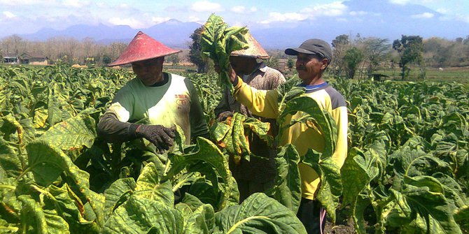 Petani Tembakau (Foto: APTI)