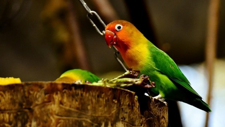 Edan! Kicau Mania Asal Lamongan Rela Tukar Mobil CR-V dengan Burung Love Bird