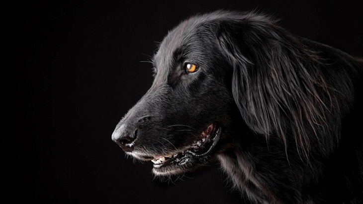 Anjing Membaui Energi Negatif