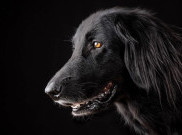 Anjing Membaui Energi Negatif