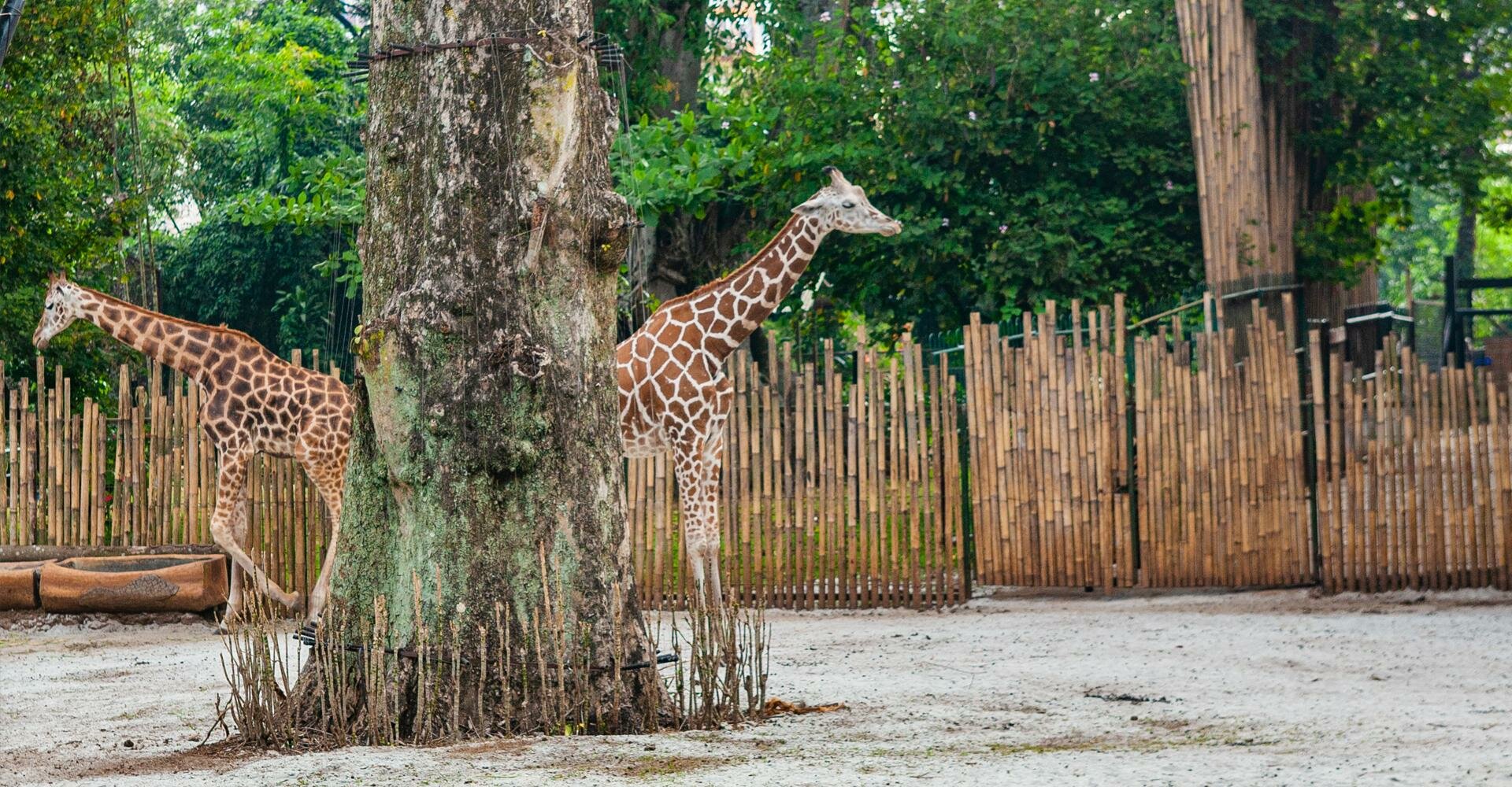 Konflik Bandung Zoo, Komisi IV DPR Desak Pemerintah Segera Turun Tangan Selamatkan Satwa