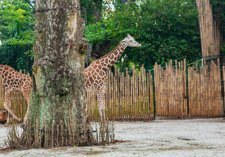 Konflik Bandung Zoo, Komisi IV DPR Desak Pemerintah Segera Turun Tangan Selamatkan Satwa