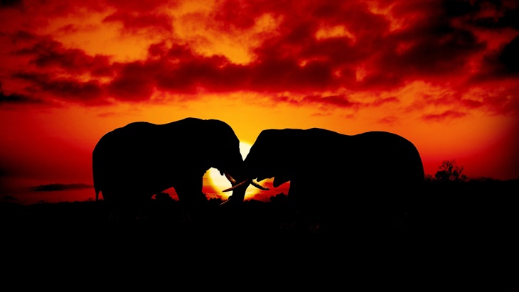 Tanda Bahaya, Populasi Gajah di Benua Afrika Susut 70 Persen