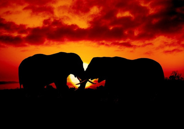 Tanda Bahaya, Populasi Gajah di Benua Afrika Susut 70 Persen