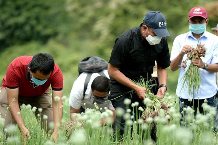 Gubernur Sumatera Utara Edy Rahmayadi (topi hitam) bersama petani memanen bawang merah di Desa Liang Pematang, Kecamatan STM Hulu, Kabupaten Deliserdang, Sabtu (2/5/2020). (ANTARA/HO)