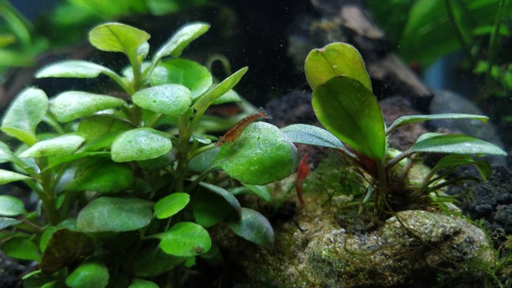 Jaga Kewarasan, Bangun Aquascape
