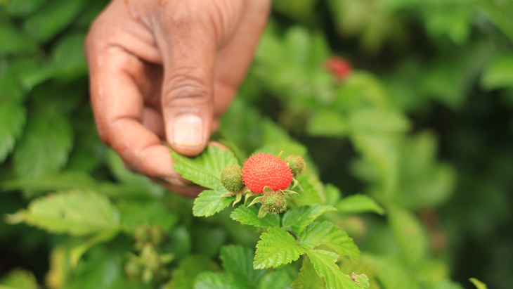 Kerben, Berry Asli Indonesia yang Tumbuh di Alam Liar